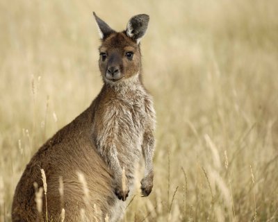 Kangaroo-123008-Flinders Chase, Kangaroo Island, South Australia-#1236.jpg