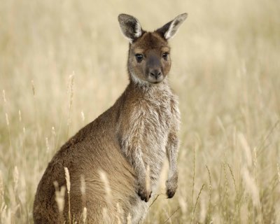 Kangaroo-123008-Flinders Chase, Kangaroo Island, South Australia-#1239.jpg