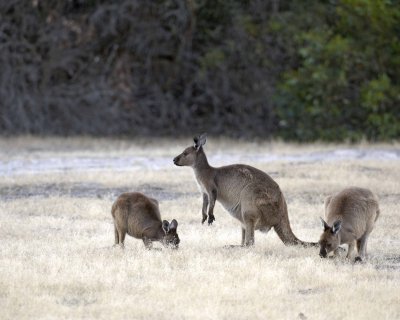 Kangaroo-123108-Flinders Chase, Kanagaroo Island, South Australia-#1266.jpg