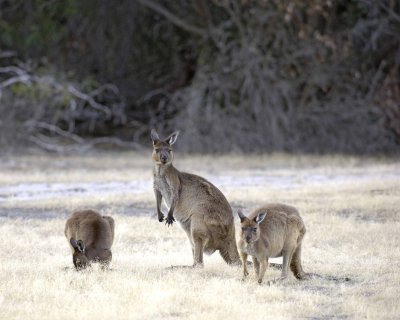 Kangaroo-123108-Flinders Chase, Kanagaroo Island, South Australia-#1282.jpg
