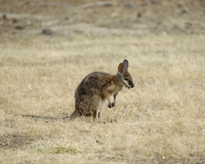 Wallaby, Tammar-010109-Flinders Chase, Kanagaroo Island, South Australia-#0340.jpg