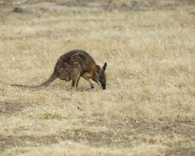 Wallaby, Tammar-010109-Flinders Chase, Kanagaroo Island, South Australia-#0346.jpg