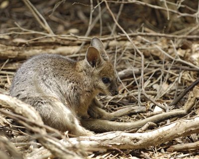 Wallaby, Tammar-010109-Hanson Bay Sanctuary, Kanagaroo Island, South Australia-#0177.jpg