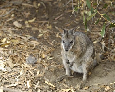 Wallaby, Tammar-010109-Hanson Bay Sanctuary, Kanagaroo Island, South Australia-#0184.jpg