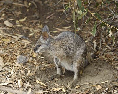 Wallaby, Tammar-010109-Hanson Bay Sanctuary, Kanagaroo Island, South Australia-#0185.jpg