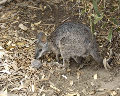 Wallaby, Tammar-010109-Hanson Bay Sanctuary, Kanagaroo Island, South Australia-#0187.jpg