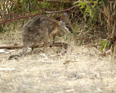 Wallaby, Tammar-010109-Hanson Bay Sanctuary, Kanagaroo Island, South Australia-#0237.jpg