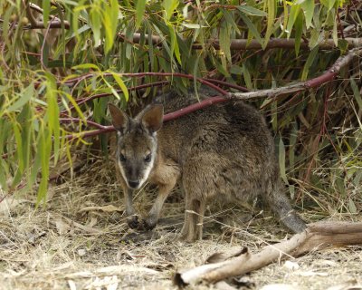 Wallaby, Tammar-010109-Hanson Bay Sanctuary, Kanagaroo Island, South Australia-#0264.jpg