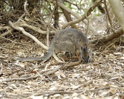 Wallaby, Tammar-010109-Hanson Bay Sanctuary, Kanagaroo Island, South Australia-#0298.jpg