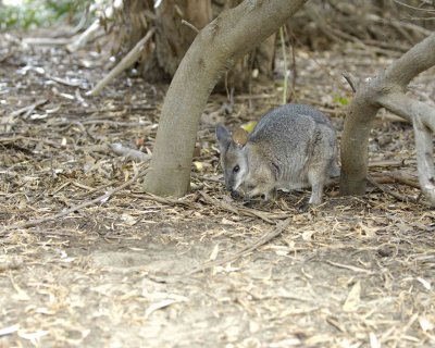 Wallaby, Tammar-010109-Hanson Bay Sanctuary, Kanagaroo Island, South Australia-#0301.jpg