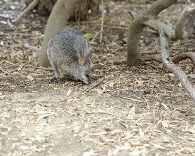Wallaby, Tammar-010109-Hanson Bay Sanctuary, Kanagaroo Island, South Australia-#0308.jpg