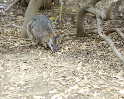 Wallaby, Tammar-010109-Hanson Bay Sanctuary, Kanagaroo Island, South Australia-#0310.jpg