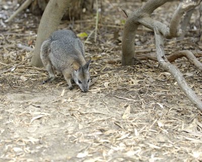 Wallaby, Tammar-010109-Hanson Bay Sanctuary, Kanagaroo Island, South Australia-#0311.jpg