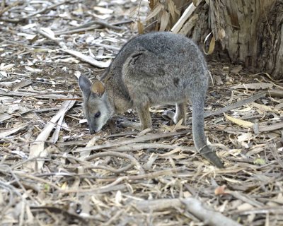 Wallaby, Tammar-010109-Hanson Bay Sanctuary, Kanagaroo Island, South Australia-#0321.jpg
