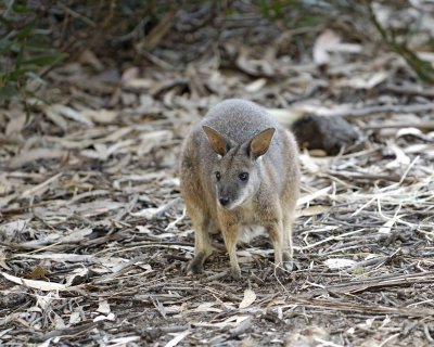 Wallaby, Tammar-010109-Hanson Bay Sanctuary, Kanagaroo Island, South Australia-#0375.jpg