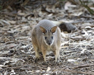 Wallaby, Tammar-010109-Hanson Bay Sanctuary, Kanagaroo Island, South Australia-#0378.jpg