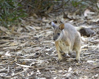 Wallaby, Tammar-010109-Hanson Bay Sanctuary, Kanagaroo Island, South Australia-#0380.jpg