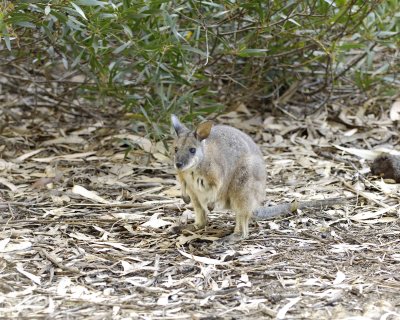 Wallaby, Tammar-010109-Hanson Bay Sanctuary, Kanagaroo Island, South Australia-#0392.jpg