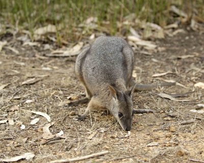Wallaby, Tammar-010109-Hanson Bay Sanctuary, Kanagaroo Island, South Australia-#0407.jpg