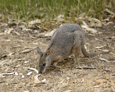 Wallaby, Tammar-010109-Hanson Bay Sanctuary, Kanagaroo Island, South Australia-#0409.jpg