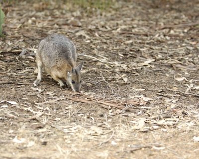 Wallaby, Tammar-010109-Hanson Bay Sanctuary, Kanagaroo Island, South Australia-#0415.jpg