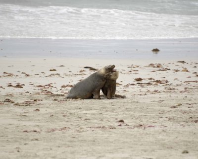 Sea Lion, Australian, 2 Bulls fighting-123008-Seal Bay, Kangaroo Island, South Australia-#0153.jpg