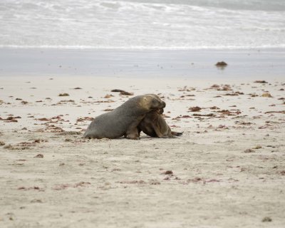 Sea Lion, Australian, 2 Bulls fighting-123008-Seal Bay, Kangaroo Island, South Australia-#0154.jpg