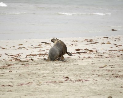 Sea Lion, Australian, 2 Bulls fighting-123008-Seal Bay, Kangaroo Island, South Australia-#0172.jpg