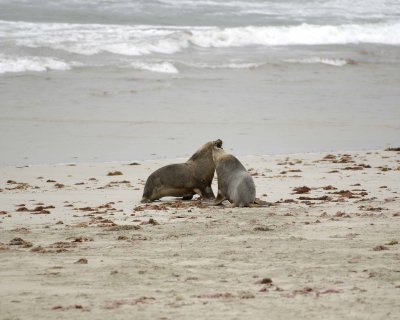 Sea Lion, Australian, 2 Bulls fighting-123008-Seal Bay, Kangaroo Island, South Australia-#0175.jpg