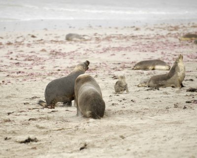 Sea Lion, Australian, 2 Bulls fighting-123008-Seal Bay, Kangaroo Island, South Australia-#0179.jpg