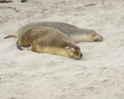 Sea Lion, Australian, 2 Females-123008-Seal Bay, Kangaroo Island, South Australia-#0046.jpg