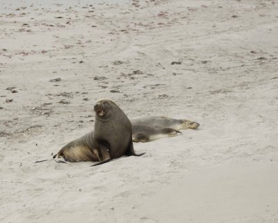 Sea Lion, Australian, Bull & 2 Females-123008-Seal Bay, Kangaroo Island, South Australia-#0021.jpg