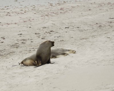 Sea Lion, Australian, Bull & 2 Females-123008-Seal Bay, Kangaroo Island, South Australia-#0022.jpg