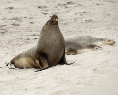 Sea Lion, Australian, Bull & 2 Females-123008-Seal Bay, Kangaroo Island, South Australia-#0031.jpg
