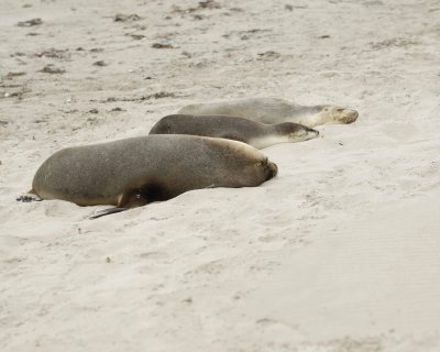 Sea Lion, Australian, Bull & 2 Females-123008-Seal Bay, Kangaroo Island, South Australia-#0037.jpg