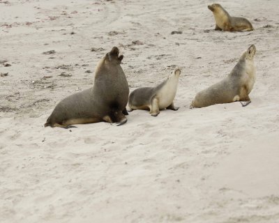 Sea Lion, Australian, Bull barking at females-123008-Seal Bay, Kangaroo Island, South Australia-#0067.jpg