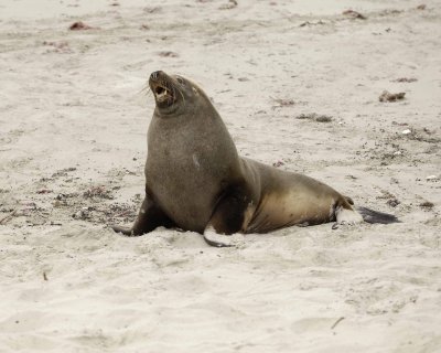 Sea Lion, Australian, Bull barking-123008-Seal Bay, Kangaroo Island, South Australia-#0083.jpg