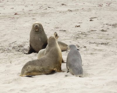 Sea Lion, Australian, Bull challenging females-123008-Seal Bay, Kangaroo Island, South Australia-#0077.jpg