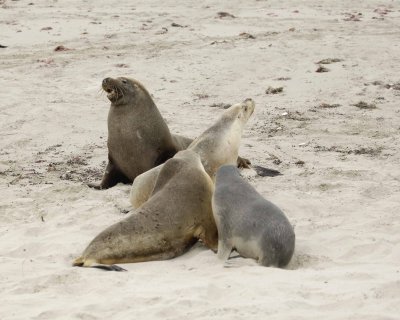 Sea Lion, Australian, Bull challenging females-123008-Seal Bay, Kangaroo Island, South Australia-#0079.jpg