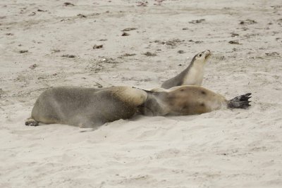 Sea Lion, Australian, Bull fighting female-123008-Seal Bay, Kangaroo Island, South Australia-#0071.jpg