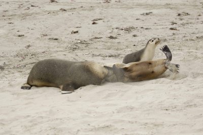 Sea Lion, Australian, Bull fighting female-123008-Seal Bay, Kangaroo Island, South Australia-#0072.jpg