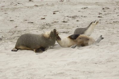 Sea Lion, Australian, Bull fighting female-123008-Seal Bay, Kangaroo Island, South Australia-#0073.jpg