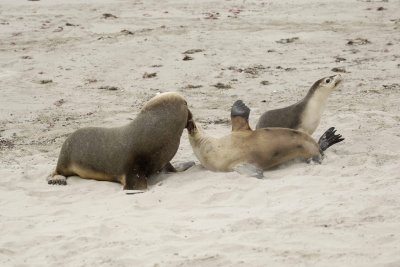 Sea Lion, Australian, Bull fighting female-123008-Seal Bay, Kangaroo Island, South Australia-#0074.jpg