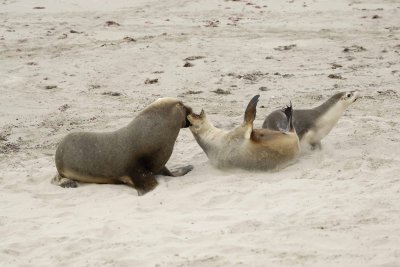 Sea Lion, Australian, Bull fighting female-123008-Seal Bay, Kangaroo Island, South Australia-#0075.jpg
