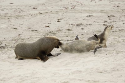 Sea Lion, Australian, Bull fighting female-123008-Seal Bay, Kangaroo Island, South Australia-#0076.jpg