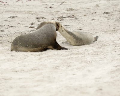 Sea Lion, Australian, Bull fighting female-123008-Seal Bay, Kangaroo Island, South Australia-#0105.jpg