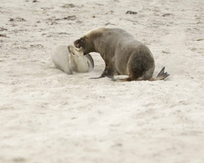 Sea Lion, Australian, Bull fighting female-123008-Seal Bay, Kangaroo Island, South Australia-#0108.jpg