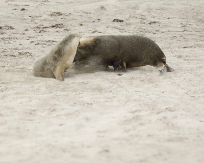 Sea Lion, Australian, Bull fighting female-123008-Seal Bay, Kangaroo Island, South Australia-#0114.jpg