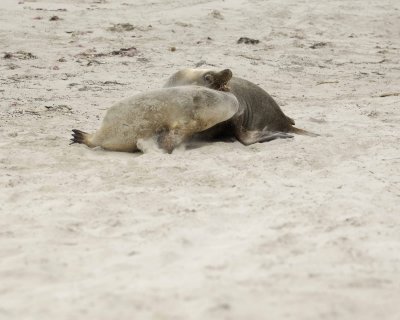 Sea Lion, Australian, Bull fighting female-123008-Seal Bay, Kangaroo Island, South Australia-#0117.jpg