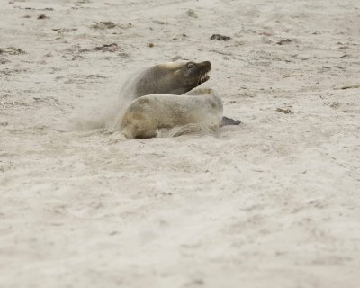 Sea Lion, Australian, Bull fighting female-123008-Seal Bay, Kangaroo Island, South Australia-#0119.jpg